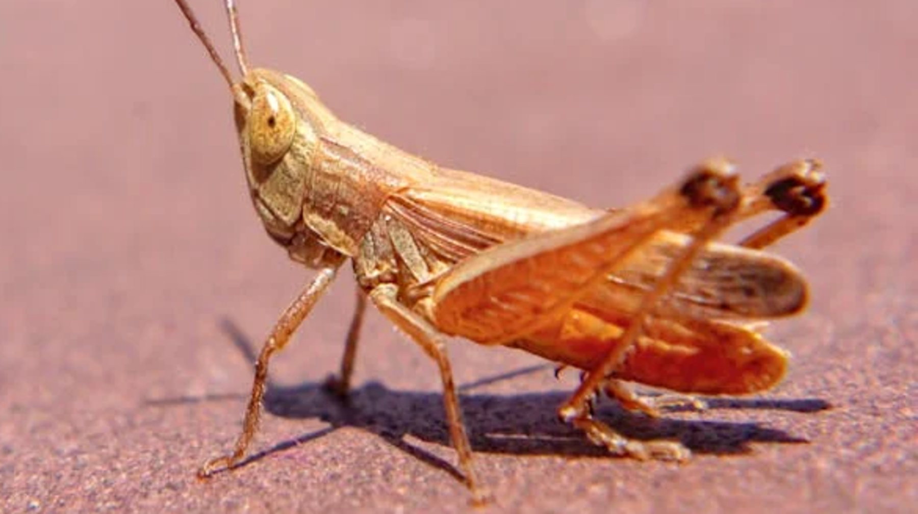 В Туркестанской области усиливают меры по борьбе с саранчой